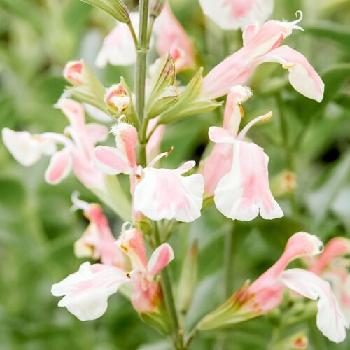 Salvia microphylla 'Belle de Loire' (Kleinblättriger Salbei)