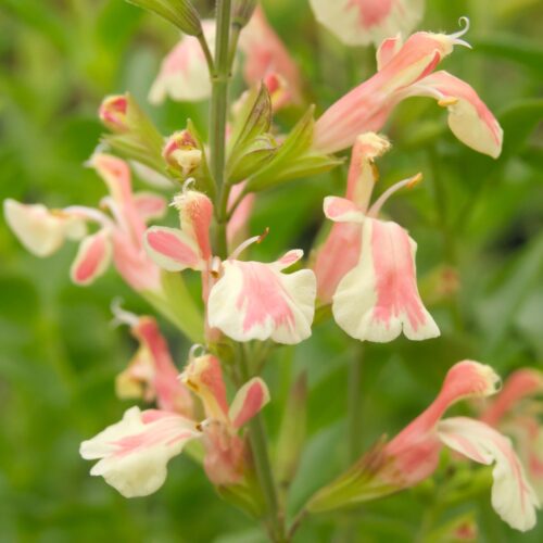 Salvia microphylla 'Belle de Loire' (Kleinblättriger Salbei)